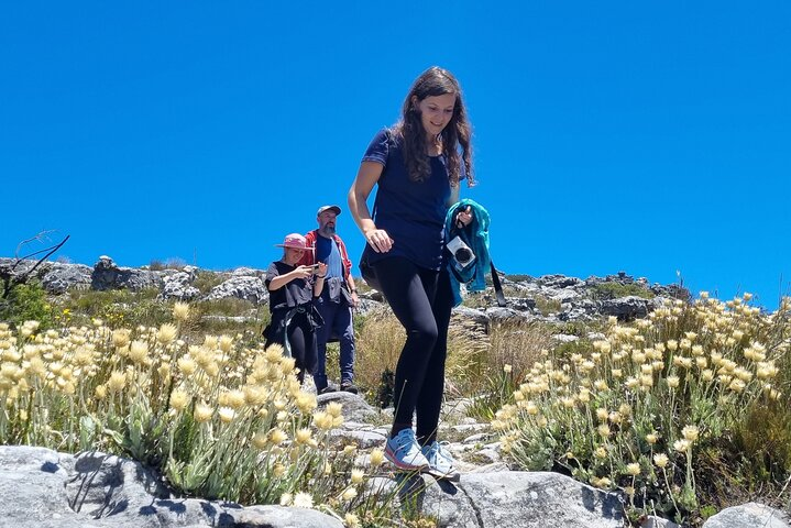 Hike amongst glorious fynbos flowers